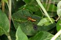 Tetragnatha_montana_D4903_Z_87_Les Gris_Frankrijk